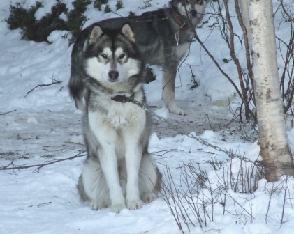 Caloo of Greystone Shadow