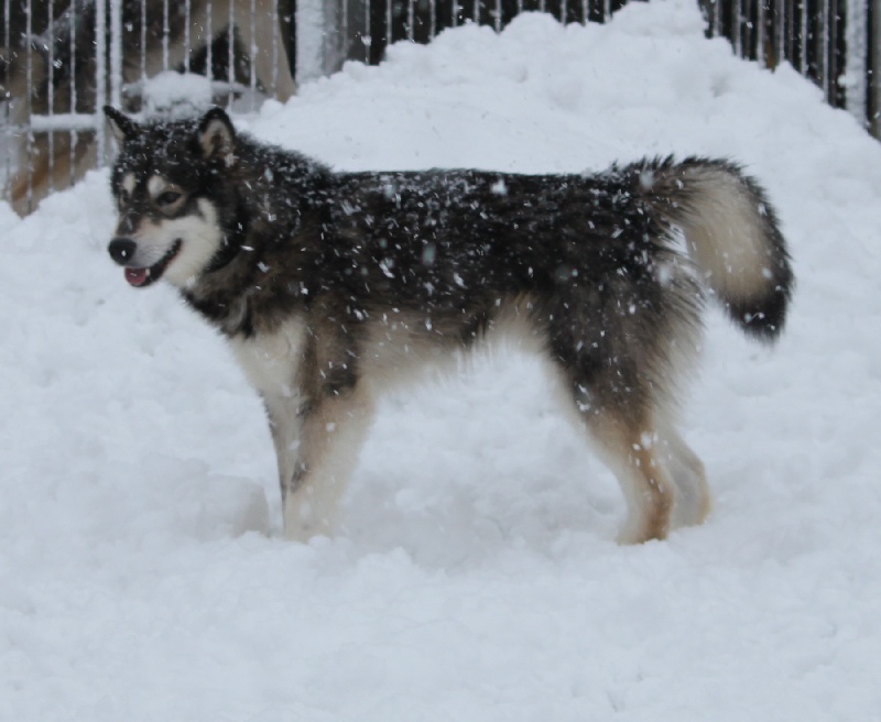 yellowsnow malamutes Dweezil z