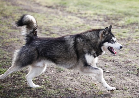 yellowsnow malamutes Eart to gs